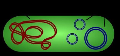 Bacterial cell with chromosome and plasmids