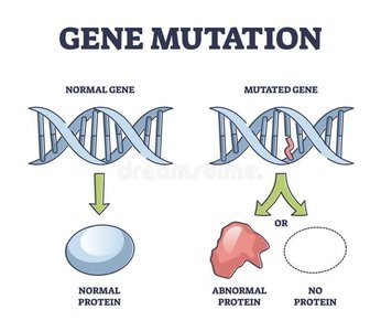 Gene mutation: normal vs mutated gene and protein