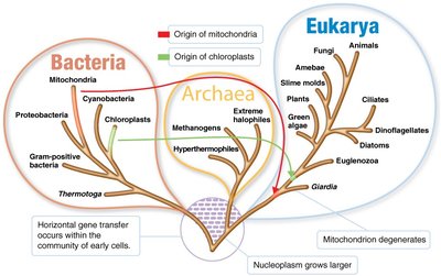 Three-domain system phylogenetic tree