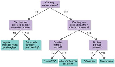 Metabolic characteristics for identifying enteric bacteria