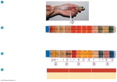 EnteroPluri rapid identification test