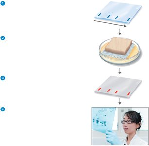 Western blotting procedure