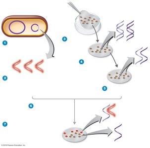 DNA probe used to identify bacteria