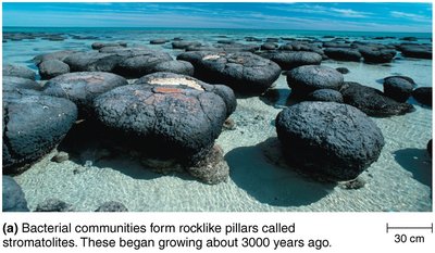 Stromatolites, fossilized prokaryotic communities