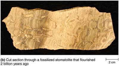 Fossilized stromatolite section