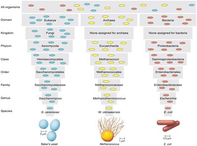 Taxonomic hierarchy diagram