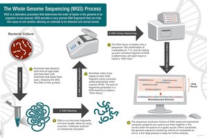 Whole genome sequencing process