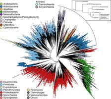 Phylogenetic tree based on core gene analysis