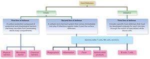 Flowchart summarizing major components of host defenses