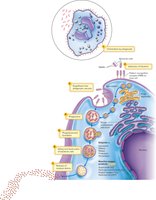 Steps of phagocytosis