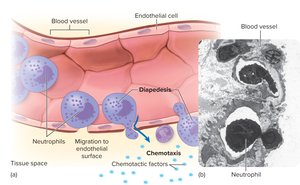 Diapedesis and chemotaxis of neutrophils