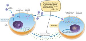 Antiviral activity of interferons