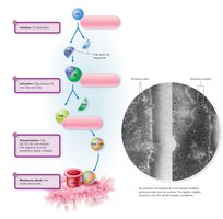 Complement cascade and membrane attack complex formation