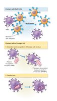 Contact with self and foreign cells, immune recognition and destruction
