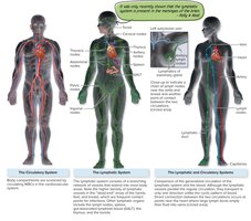 Circulatory and lymphatic systems overview