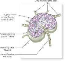 Lymph node structure