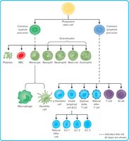 Blood cell lineage and differentiation