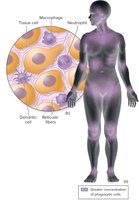 Distribution of phagocytes in the body and reticular fibers