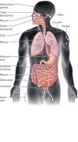 Physical and chemical barriers of the first line of defense