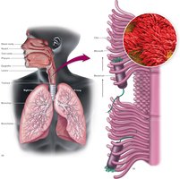 Ciliary defense of the respiratory tree