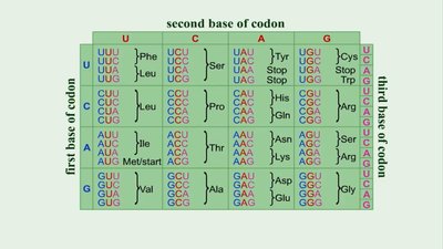 Genetic code chart