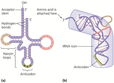 Structure of tRNA