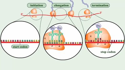 Translation process: initiation, elongation, termination