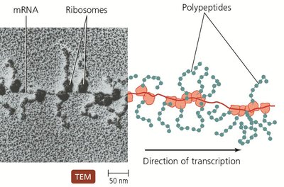 Polyribosome in prokaryotes