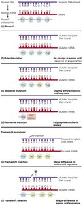 Effects of various types of point mutations