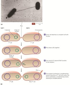 Bacterial conjugation process