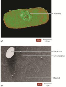 Prokaryotic chromosome and plasmid structure