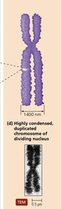 Eukaryotic chromosome structure