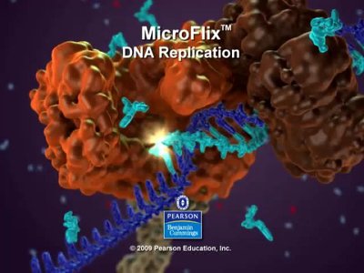 DNA replication molecular model
