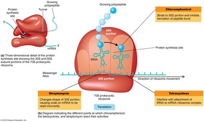 Mechanisms of protein synthesis inhibition