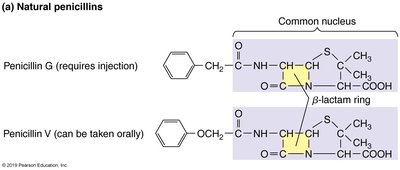 Structure of natural penicillins