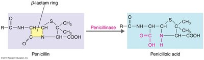 Penicillinase action on penicillin