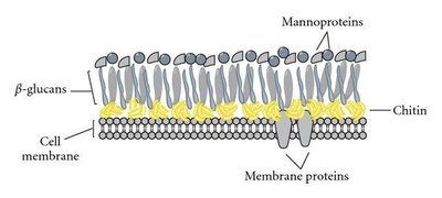 Fungal cell wall structure
