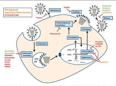 Antiviral drug mechanisms