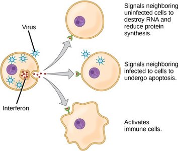 Interferon action diagram