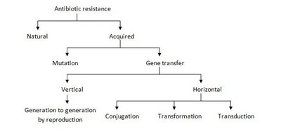 Antibiotic resistance mechanisms diagram