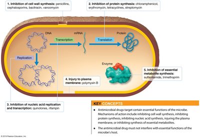 Major Modes of Action of Antibacterial Drugs