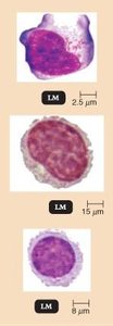 Lymphocytes: NK cell, T cell, B cell under light microscope