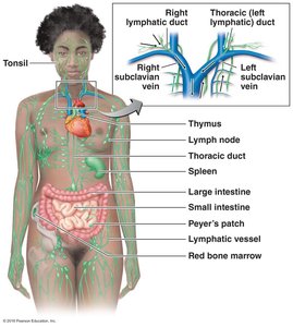Lymphatic system overview