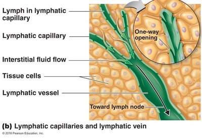 Lymphatic capillaries and lymphatic vein