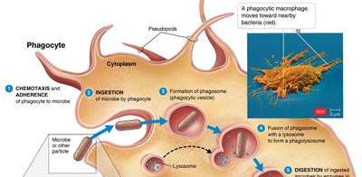 Phagocytosis process: chemotaxis, adherence, ingestion