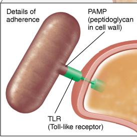 Phagolysosome formation, digestion, and discharge