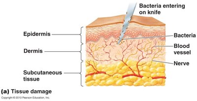 Blood vessel changes during inflammation