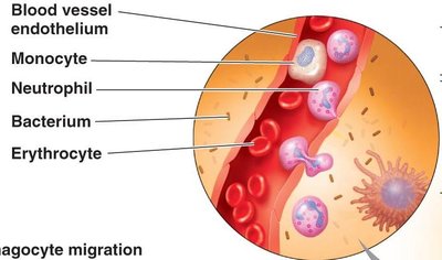 Phagocyte migration during inflammation