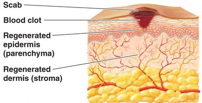Tissue repair after inflammation