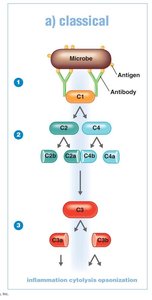 Classical pathway of complement activation